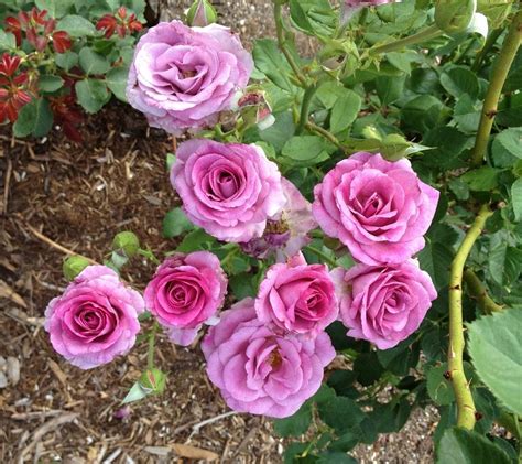 melody perfume rose bush.